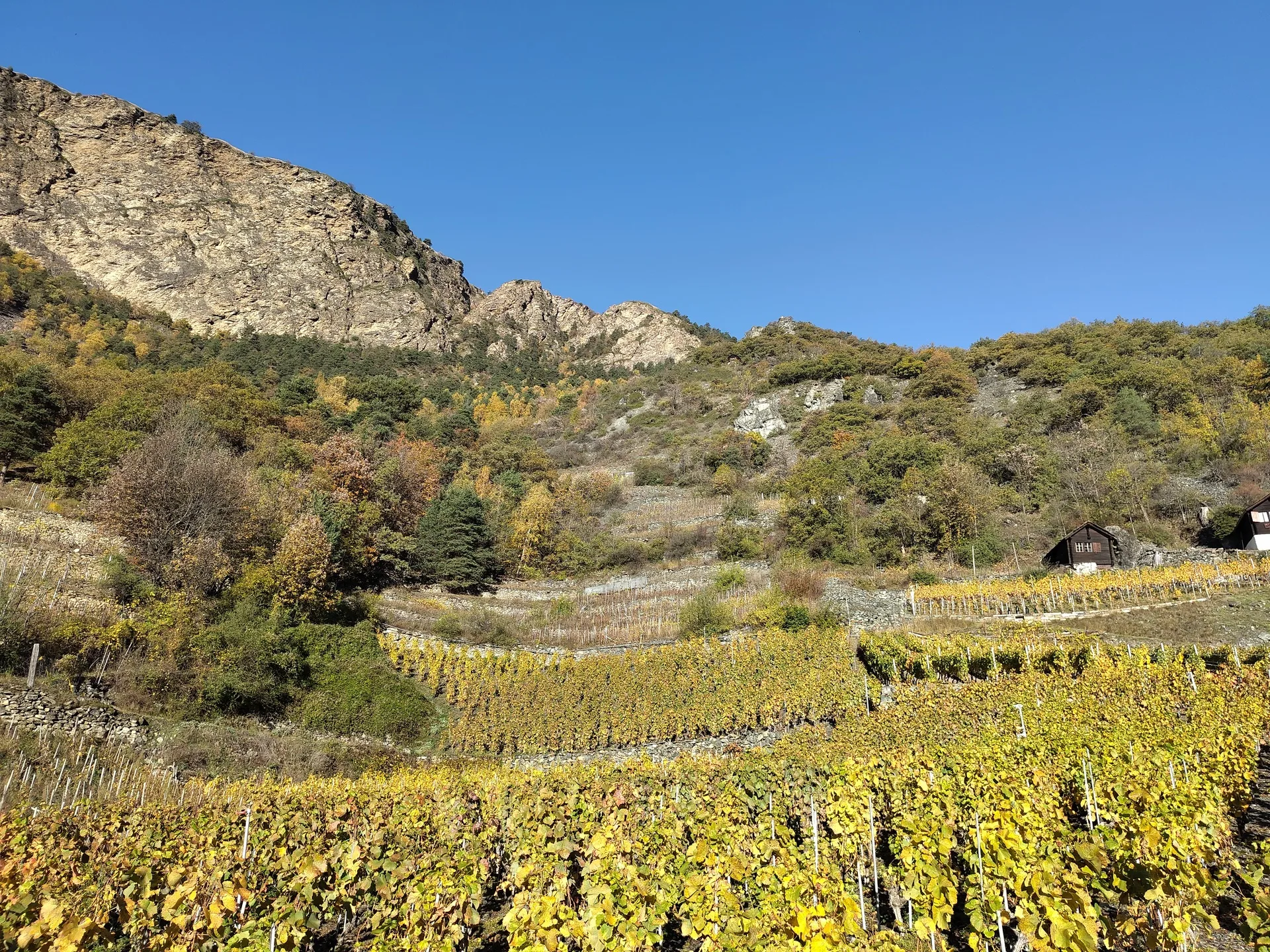 Terrassierter Weinberg Riedboden im Herbst mit goldenen Blättern und Walliser Felsen