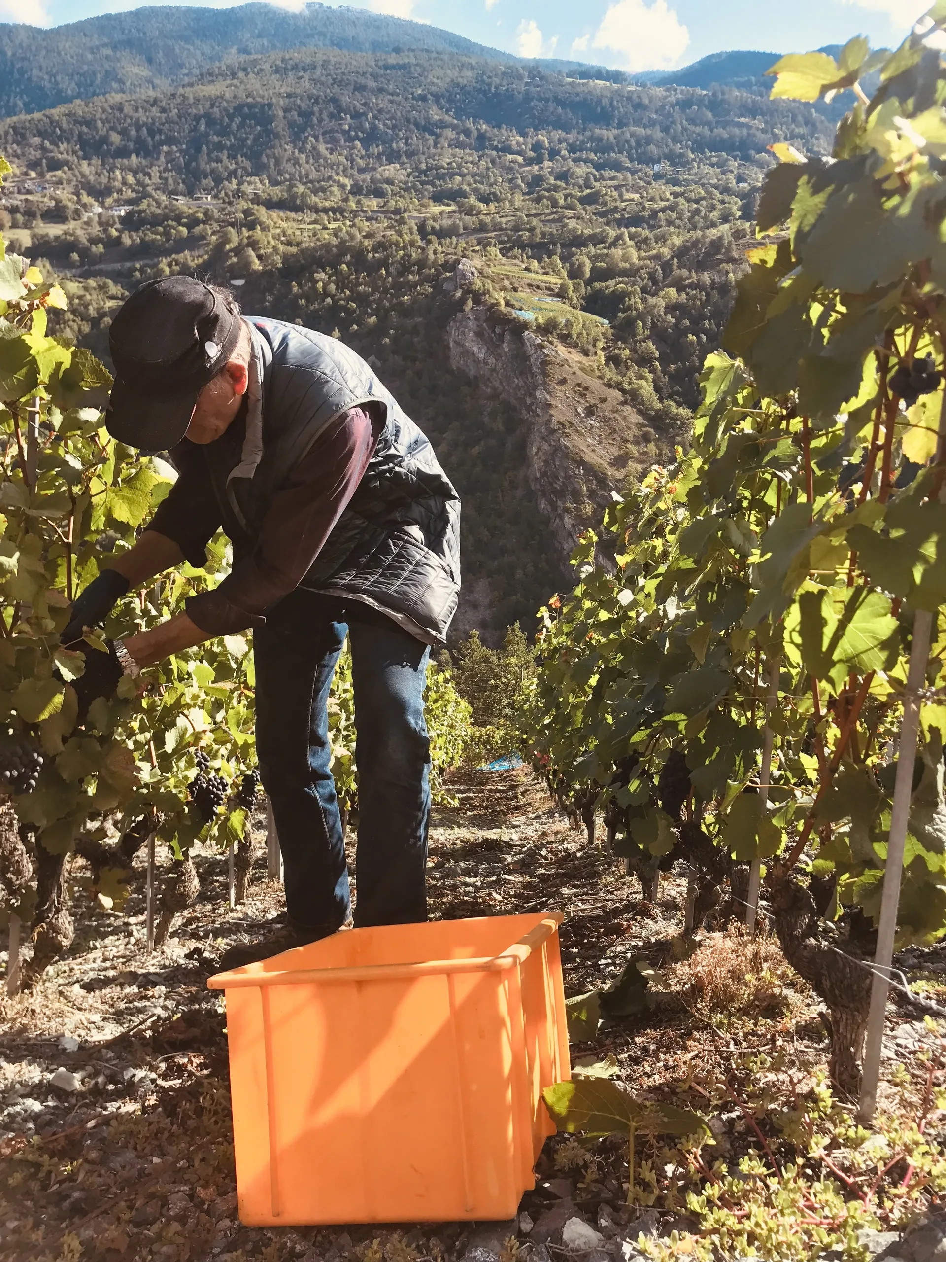 Weinlese von Hand an steilem Walliser Bergweinberg mit Talblick